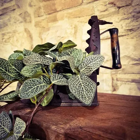 Dom wakacyjny O Rosa Bella Via Savelli Della Porta 24