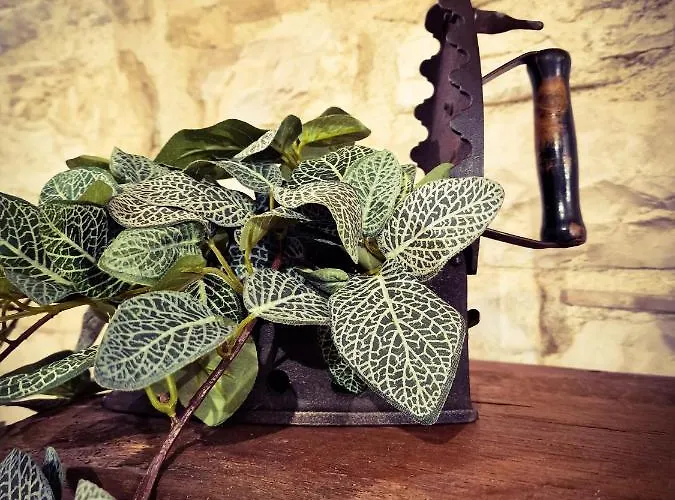 Prázdninový dům O Rosa Bella Via Savelli Della Porta 24